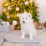 The Perfect Christmas Tree Skirt for Green Trees 