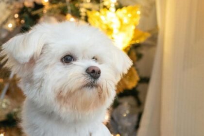 The Magic of a Christmas Ornament and Self Growth